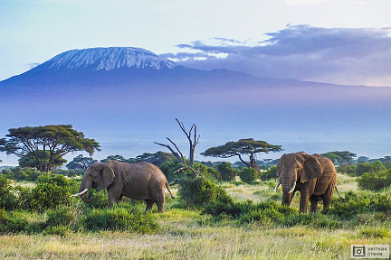 Фотообои Пара слонов в Килиманджаро