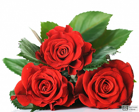 Букет из трех красных роз