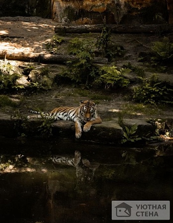 Статный тигр у воды