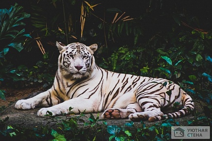 Спокойный взгляд тигра