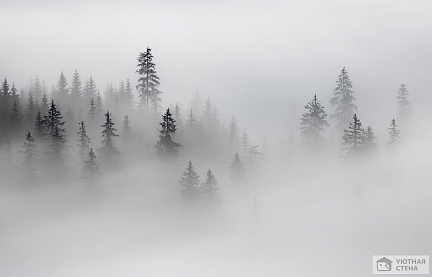 Туман над вершинами елей