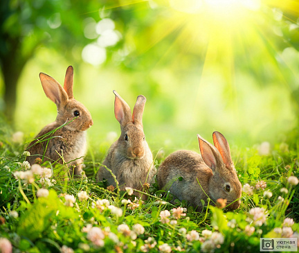Три зайца на солнечной поляне