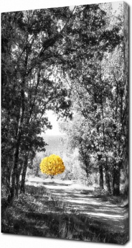 Желтое дерево на черно-белом пейзаже парка