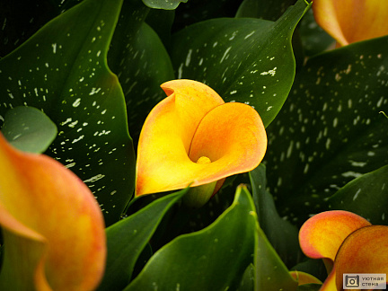 Солнечный цветок калла