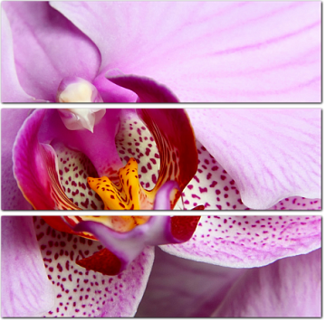 Пурпурная орхидея крупным планом