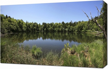 Круглое озеро в лесу