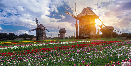Мельницы в поле с тюльпанами