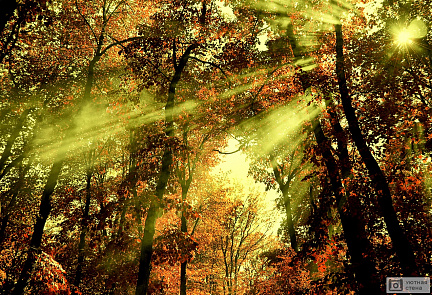 Лучи света сквозь лесные деревья.