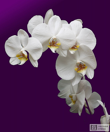 Белые орхидеи на сиреневом фоне