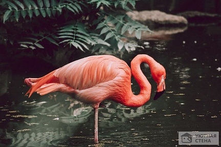 Эффектный красный фламинго