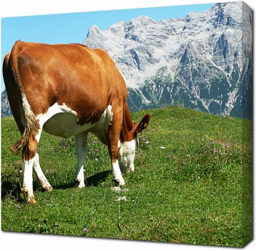 Корова на Альпийских горах