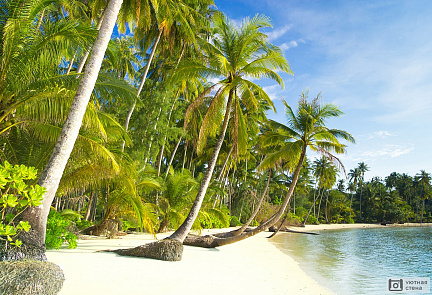 Красивый пляж с пальмами