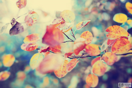 Красочная листва в осеннем парке