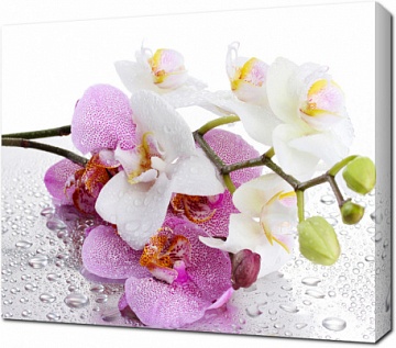 Белые и розовые орхидеи с каплями