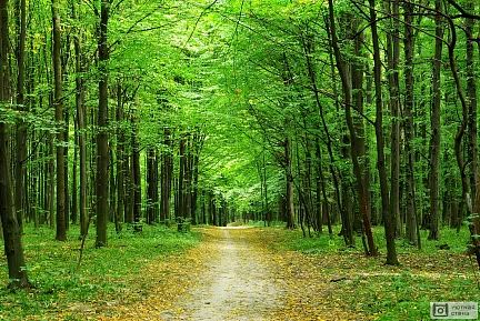 Летний лес