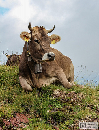 Корова, Флумзерберг, Швейцария