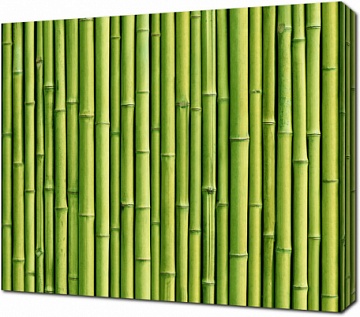 Фон из зеленого бамбука