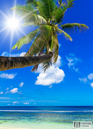 Солнечный берег. Вид на пальму