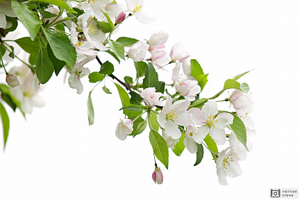 Ветка цветущей яблони на белом фоне