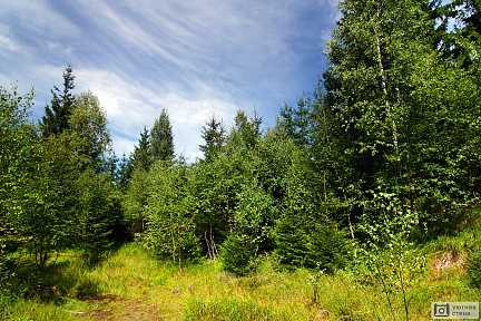 Лес и голубое небо