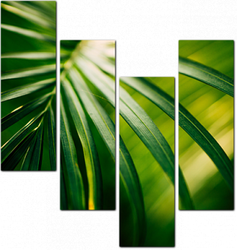 Пальмовый лист на солнце