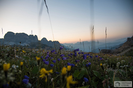 Фотообои Поляна с цветами в горах