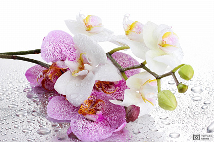 Белые и розовые орхидеи с каплями