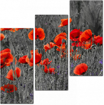 Черно-белое изображение луга с красными полевыми маками