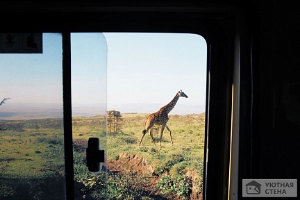 Жираф в окне