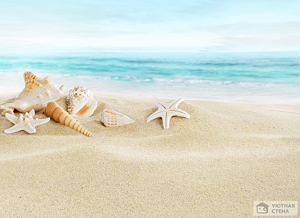 Ракушки и морские звезды на песке