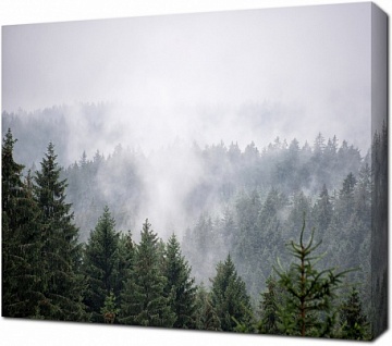 Туман над загадочным хвойным лесом