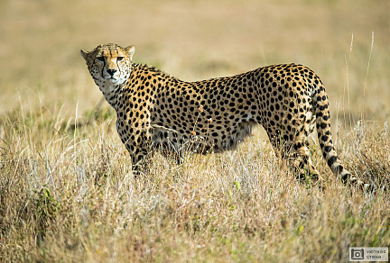 Гепард в африканской степи