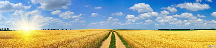Панорамный вид на золотистое поле пшеницы