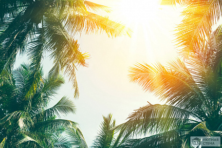 Пальмовые ветви на фоне солнечного неба