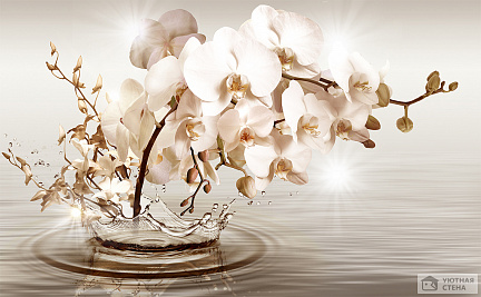 Орхидеи и всплеск воды