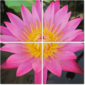 Цветок розового лотоса (водная лилия)