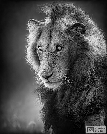 Черно-белое изображение льва