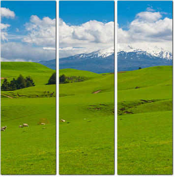 Холмы Новой Зеландии