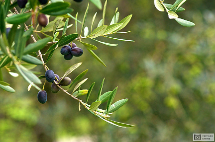 Оливковая ветвь крупным планом