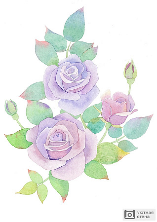 Сиреневые розы акварель