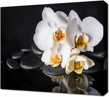 Орхидеи и дзен камни