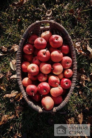 Корзина из яблочного сада