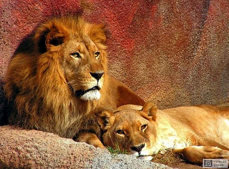 Влюбленная пара львов