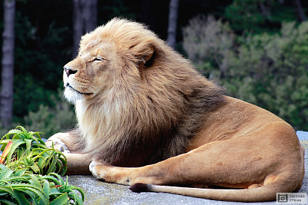 Сонный лев