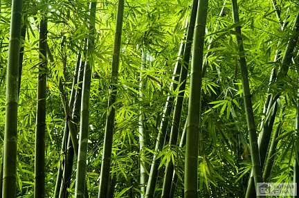Ветер в бамбуковом лесу