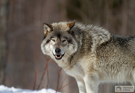 Ехидный волк