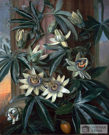 Филип Рейнагл — Синий цветок страсти, для "Храма флоры" Роберта Торнтона