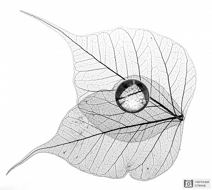 Стеклянный шар на кружевных листьях
