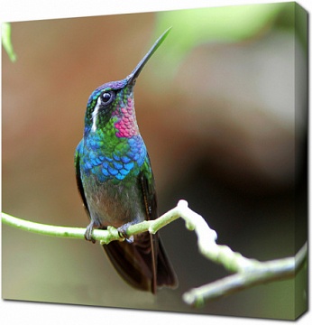 Колибри на ветке с разноцветной грудкой