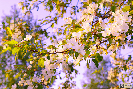 Закатные цветы яблони